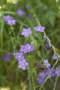 Legousia speculum veneris plant in bloom