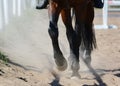 Legs of a sports horse in sand. Equestrian sport in details