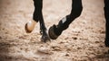 The legs of a black graceful horse that runs quickly through the sandy arena, kicking up the dust with its hooves