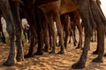 Legs of camel at pushkar camel festival Royalty Free Stock Photo