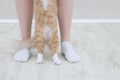 Legs of a Caucasian woman in white socks and paws of beige cat in a room interior Royalty Free Stock Photo