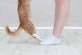 Legs of a Caucasian woman in white socks and paws of a beige cat in room interior side view Royalty Free Stock Photo