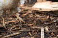 Legs chicken. Breeding of birds. Wood sawdust Royalty Free Stock Photo