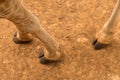 Giraffe legs and cloven hooves Royalty Free Stock Photo