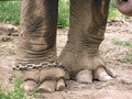 Legs from an elephant in chain Royalty Free Stock Photo