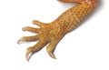 Legs and feet of a Pogona super extrem red super transparent Royalty Free Stock Photo