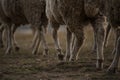 Legs of flock of African Merino sheep