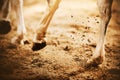 The legs of a gray horse galloping, kicking up dust with unshod hooves, illuminated by sunlight. Equestrian sports Royalty Free Stock Photo