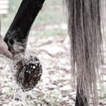 Legs of gray sport horse during washing Royalty Free Stock Photo