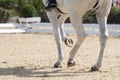 Legs and hoofs of a mare in a dressage grand prix test