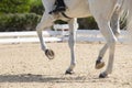 Legs and hoofs of a mare in a dressage grand prix test