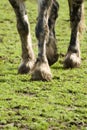 Legs of horse on field