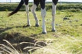 Legs of horse in a field with green grasss Royalty Free Stock Photo