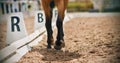 The legs of a horse trotting across an arena at a dressage competition