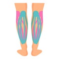 Legs muscle kinesio icon cartoon vector. Sport tape