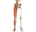 Legs Muscles Anatomy Royalty Free Stock Photo