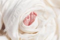 Legs of a newborn baby in a white cloth wrapped on a light background, motherly love and tenderness Royalty Free Stock Photo