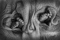 Legs of newborn twins. Two pairs of baby feet covered with wool from a soft plaid. Image of the soles of the feet.