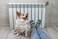 A woman in warm knitted woolen socks and cute corgi dog near a home heater in the cold autumn-winter season. Royalty Free Stock Photo