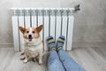 A woman in warm knitted woolen socks and cute corgi dog near a home heater in the cold autumn-winter season. Royalty Free Stock Photo