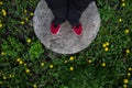 Legs in red shoes stand on gray stone