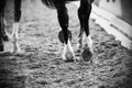 The legs of running horses with shod hooves, which they run on a sandy arena at a dressage competition Royalty Free Stock Photo