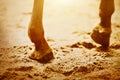 The legs of a sorrel horse, stepping with unshod hooves on the sand, illuminated by rays of sunlight. Equestrian sports