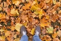 Legs in sport shoes standing on yellow orange autumn dry maple leaves . Feet in shoes walking in fall nature Royalty Free Stock Photo