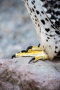 Legs and talons of a Gerfalcon Royalty Free Stock Photo