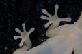 Legs and toes of a Boettger`s wall gecko Tarentola boettgeri on a window glass. Royalty Free Stock Photo