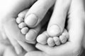 Legs, toes, feet and heels of a newborn. With the hands of parents, father, mother gently holds the child& x27;s legs. Royalty Free Stock Photo