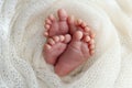 Legs, toes, feet and heels of newborn twins. Studio macro photography of the legs of newborn twins, close-up. Royalty Free Stock Photo