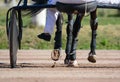 Legs of a trotter horse and horse harness. Harness horse racing in details. Royalty Free Stock Photo