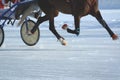 Legs of a trotter horse in motion. Horse racing. Details.