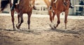 Legs of two sports horses galloping around the arena Royalty Free Stock Photo