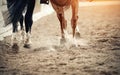 Legs of two sports horses galloping around the arena Royalty Free Stock Photo