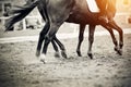 Legs of two sports horses galloping around the arena Royalty Free Stock Photo