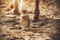The legs of an unshod horse that walks on the sand, raising the dust with its hooves Royalty Free Stock Photo