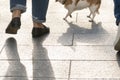 Legs of walking person and a small dog on street. Soft focus, motion blur Royalty Free Stock Photo