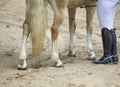 Legs of a white horse with hooves and a tail and legs of a woman jockey in black boots with spurs on the sand of the arena Royalty Free Stock Photo