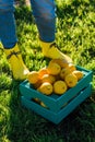 Legs of a young unidentified woman gardener standing on green grass next to a box of lemons on a sunny warm summer day.