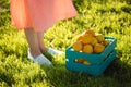 Legs of a young unidentified woman gardener standing on green grass next to a box of lemons on a sunny warm summer day.