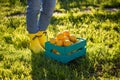 Legs of a young unidentified woman gardener standing on green grass next to a box of lemons on a sunny warm summer day.