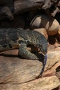 Leguaan or iguana with flickering tongue Royalty Free Stock Photo