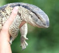 Leguaan or Water Monitor Reptile Royalty Free Stock Photo