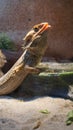 Leguan dragon lizard sunbathing under hot Lamp Royalty Free Stock Photo