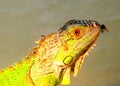 Leguan and fly Royalty Free Stock Photo