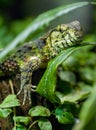 Leguan head closeup