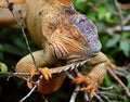 Leguan in a tropical forest