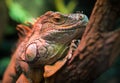 Leguan in terrarium